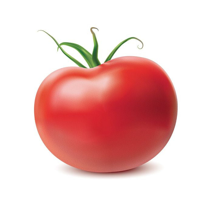 Pianta di Pomodoro tondo Cobra in vaso