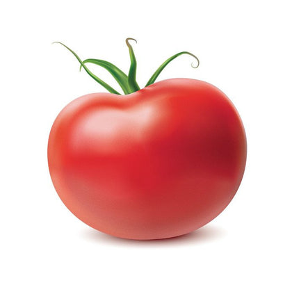 Pianta di Pomodoro tondo Cobra in vaso