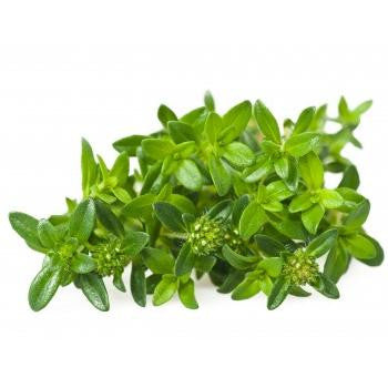 Pianta di Santoreggia strisciante vaso