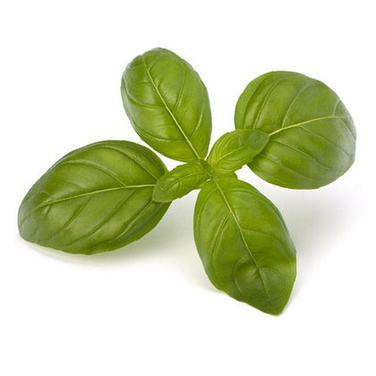 Pianta di Basilico classico in vaso