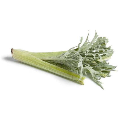 Pianta di Cardo gigante inerme vaso