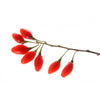 Plante de goji (lycium barbarum) en pot