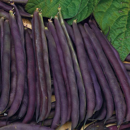 Pianta di fagiolino viola mangiatutto nano