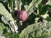 Pianta di Carciofo violetto Tema 2000