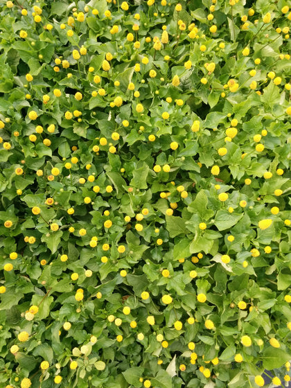 Pianta di Brede mafane (acmella) vaso