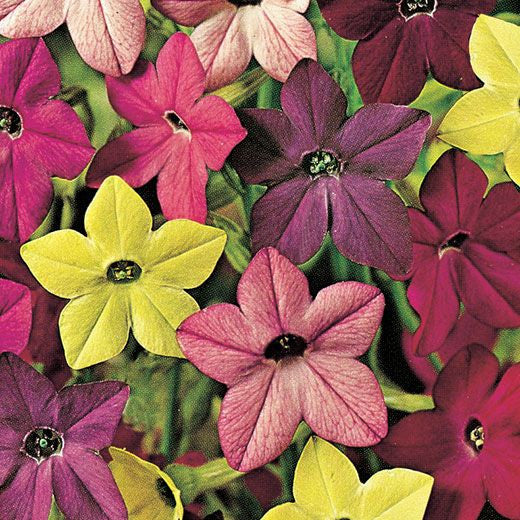 Vase plante Nicotiana (tabac ornemental)