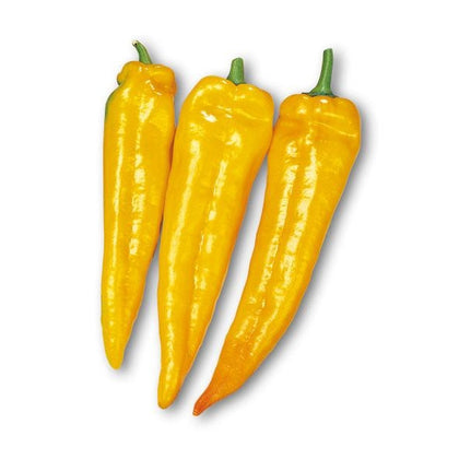 Pianta di Peperone corno giallo vaso