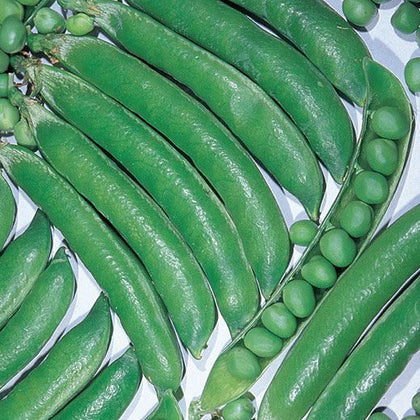 Pianta di pisello rampicante Telefono