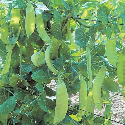 Pianta di pisello mangiatutto (taccola) nano