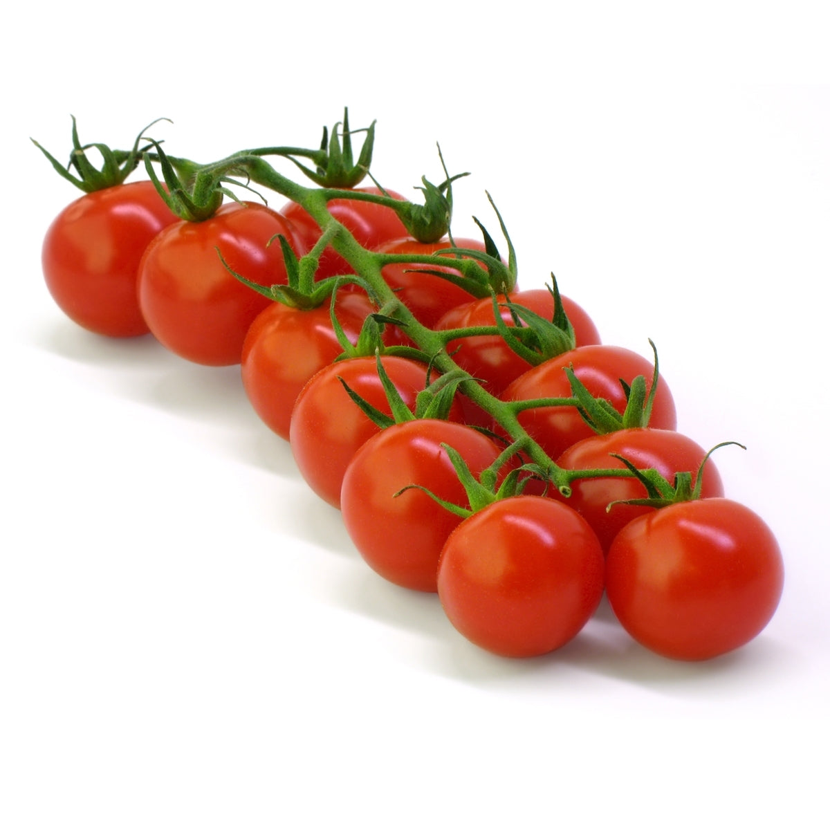 Plant de tomate cerise hybride en pot
