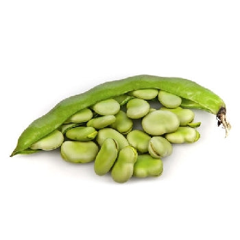 Pianta di fava precoce Luz de Otono