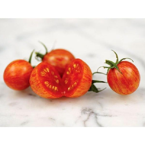 Plante de tomate cerise à rayures jaunes en pot