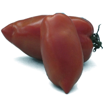 Pianta di Pomodoro a corno Andine Cornue in vaso