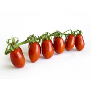 Pianta di Pomodoro datterino ibrido in vaso