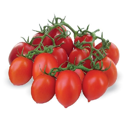 Pianta di Pomodoro Vesuviano (piennolo) in vaso