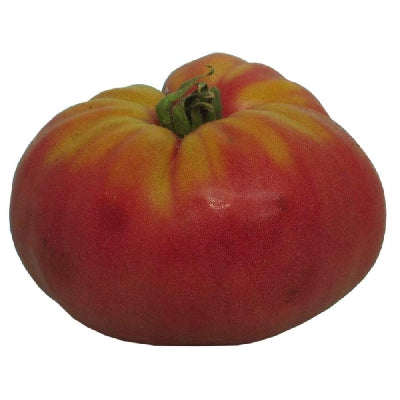 Pot de fleurs de tomate rond rose Ponderosa