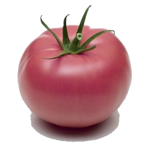 Pianta di Pomodoro tondo Rose de Berne vaso