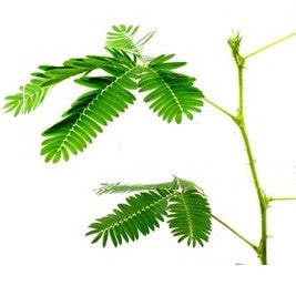 Pianta di Mimosa sensitiva (pudica) vaso