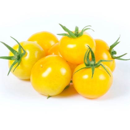 Pianta di Pomodoro ciliegino cocktail giallo