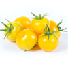 Plant de tomate cerise cocktail jaune