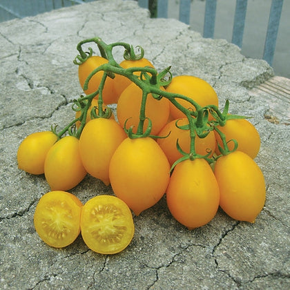 Pianta di Pomodoro Vesuviano (piennolo) giallo in vaso