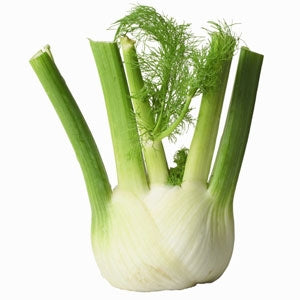 Pianta di Finocchio estivo vaso