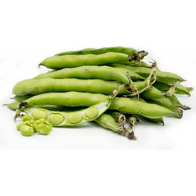 Plante de haricot Supersimonia aguadulce