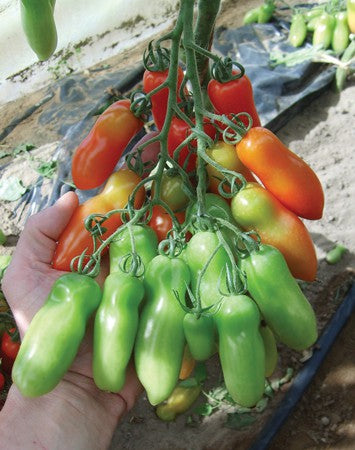 Pianta di Pomodoro mini San Marzano vaso