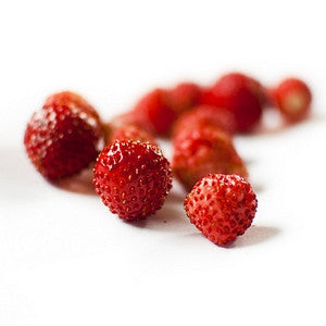 Pianta di Fragolina di bosco Alexandria