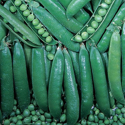 Pianta di pisello nano Progress N.9