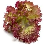 12 Piante di lattuga batavia gentilina rossa