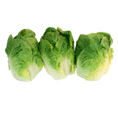 12 Piante di lattuga mini romana o sucrine