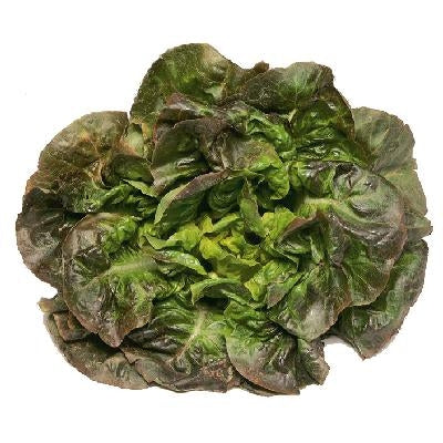 12 plants de laitue rougette ou parella