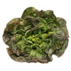 12 plants de laitue rougette ou parella
