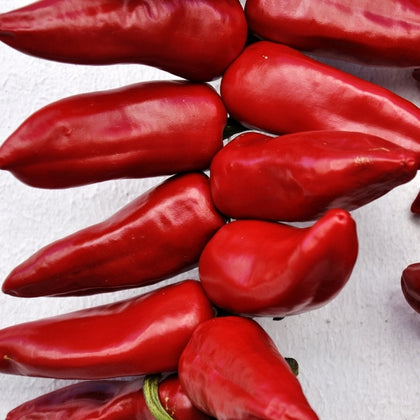 Pianta di Peperoncino basco (Gorria) vaso