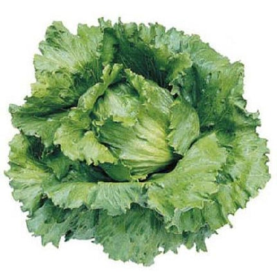 12 Piante di lattuga iceberg o brasiliana