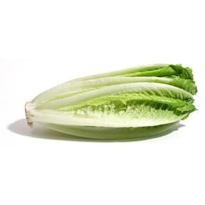 12 Piante di lattuga romana