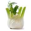 Plant de fenouil de printemps en pot