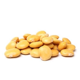 Pianta di lupino a seme grosso in vaso