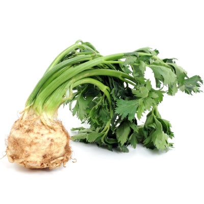 Pianta di Sedano rapa di Verona vaso