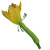 Belle plante de courge trompette