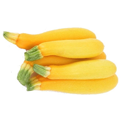 Usine de courgette jaune Gold Rush en pot