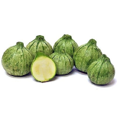 Pianta di Zucchina tonda di Nizza vaso