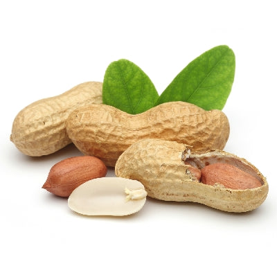 Pianta di nocciolina americana (arachide) vaso