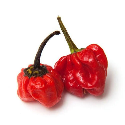 Pianta di Peperoncino Scotch Bonnet vaso
