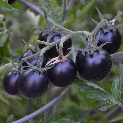 Pianta di Pomodoro ciliegino blu in vaso