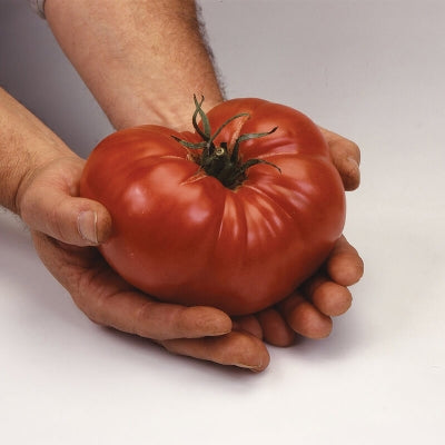 Plant de tomate Brandywine en pot