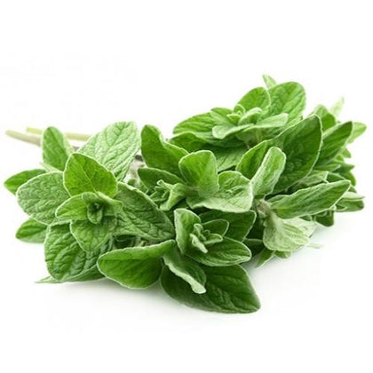 Pianta di Origano comune in vaso