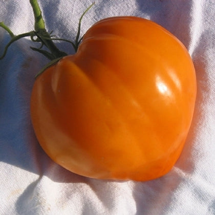 Pianta di Pomodoro cuore di bue liscio arancio in vaso