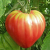 Plante de tomate beefsteak rose lisse en pot